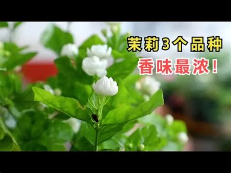 陽台種茉莉花|10分鐘學會種垂絲茉莉